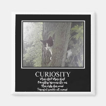 Curious Cat Fridge Magnets