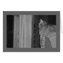 curious cat greeting card