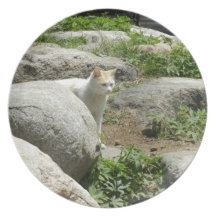 Curious Cat Party Plates