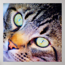 Curious Cat Poster