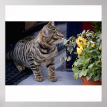 Curious Cat With Flowers Print