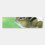 Curious Chipmunk  Bumper Sticker
