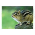 Curious Chipmunk  Greeting Card