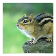 Curious Chipmunk  Invitations