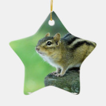 Curious Chipmunk  Ornament