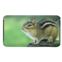 Curious Chipmunk Phone Case iPod Case-Mate Cases