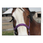 Curious Quarter Horse Greeting Card