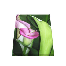 Curvy Pink Calla Lily Canvas Prints