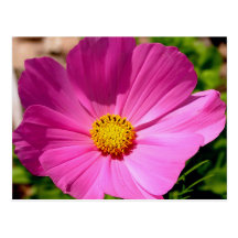 Customisable Cosmo Flower Postcard