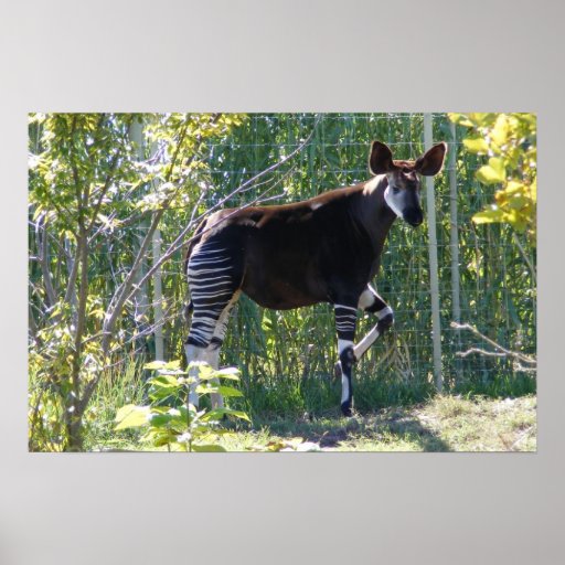Customisable Okapi Poster