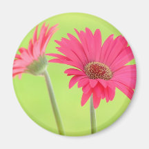 Customisable Pink Gerber Daisies on Green Refrigerator Magnets