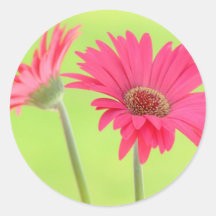 Customisable Pink Gerber Daisies on Green Round Stickers