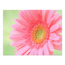 Customisable Pink Gerber Daisy Personalized Announcement