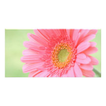 Customisable Pink Gerber Daisy Photo Cards