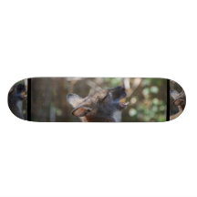 Customize Product Skate Board