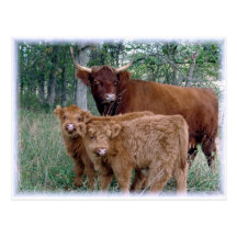 Cute and adorable fluffy fatty Highland calves Postcard