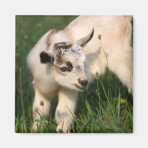 Cute Baby Goat Fridge Magnets