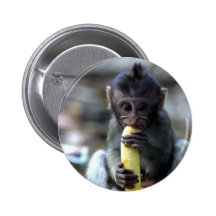 Cute baby macaque monkey eating banana pinback button