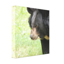Cute Black Bear Canvas Print