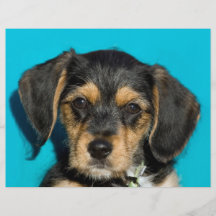 Cute Borkie Puppy Full Colour Flyer
