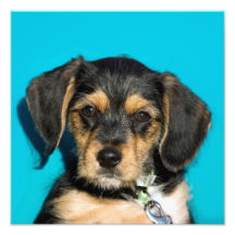 Cute Borkie Puppy Photographic Print