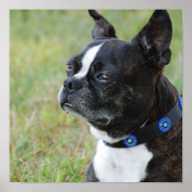 Cute Boston Terrier Poster
