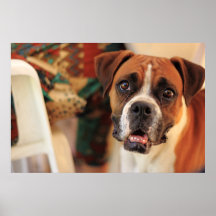 Cute Boxer Posters