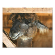 Cute Brown Llama 10x8 Farm Animal Print Photographic Print