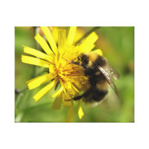 Cute bumble bee in yellow flower. gallery wrapped canvas