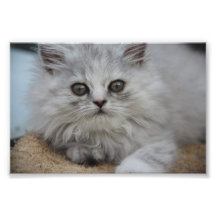 Cute Cat Pepe Photograph