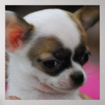 Cute Chihuahua   Poster
