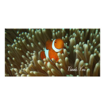 Cute Clownfish Photo Card