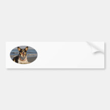 Cute Corgi Licking his Chops Bumper Sticker