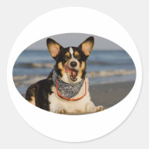 Cute Corgi Licking his Chops Round Sticker