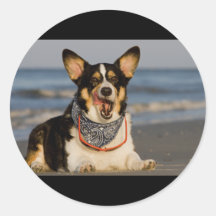 Cute Corgi Licking his Chops Stickers