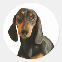 Cute Dachshund ( Miniature Brown Short Haired ) Sticker