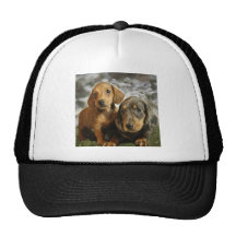 Cute Dachshund Puppies (Brown/Black) Hats