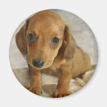 Cute Dachshund  Puppy (Cream Brown) on Nappies Refrigerator Magnet