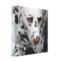 Cute Dalmatian Canvas Print