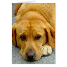 Cute Dog Greeting Card