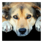 Cute dog on any color background posters