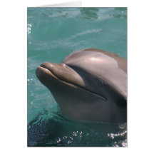 Cute Dolphin Greeting Card