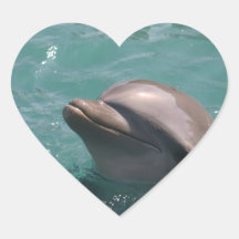 Cute Dolphin Stickers