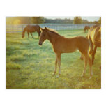 Cute foal morning Postcard