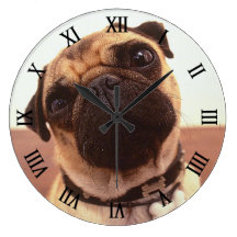 Cute Funny Pug Close-Up