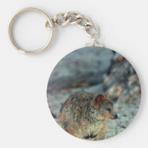 Cute fury Quokka on Rottnest Island Key Chain