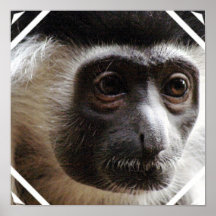 Cute Gibbon Poster