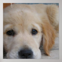 Cute Golden Pup Poster