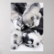 cute husky puppies posters
