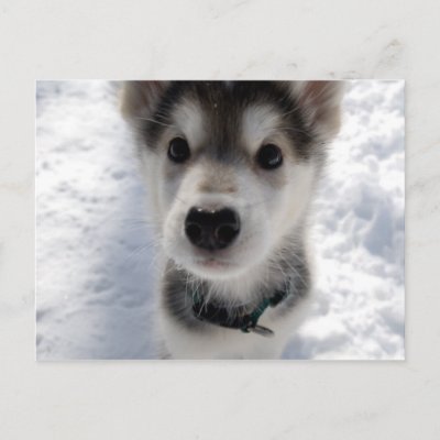 Husky Puppies on Has An Adorable Colour Photo Of A Husky Puppy Standing In The Snow